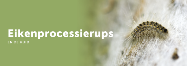 Eikenprocessierups en de huid